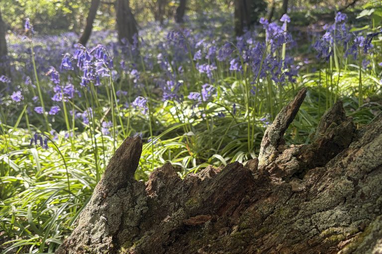 bluebells and log on the land