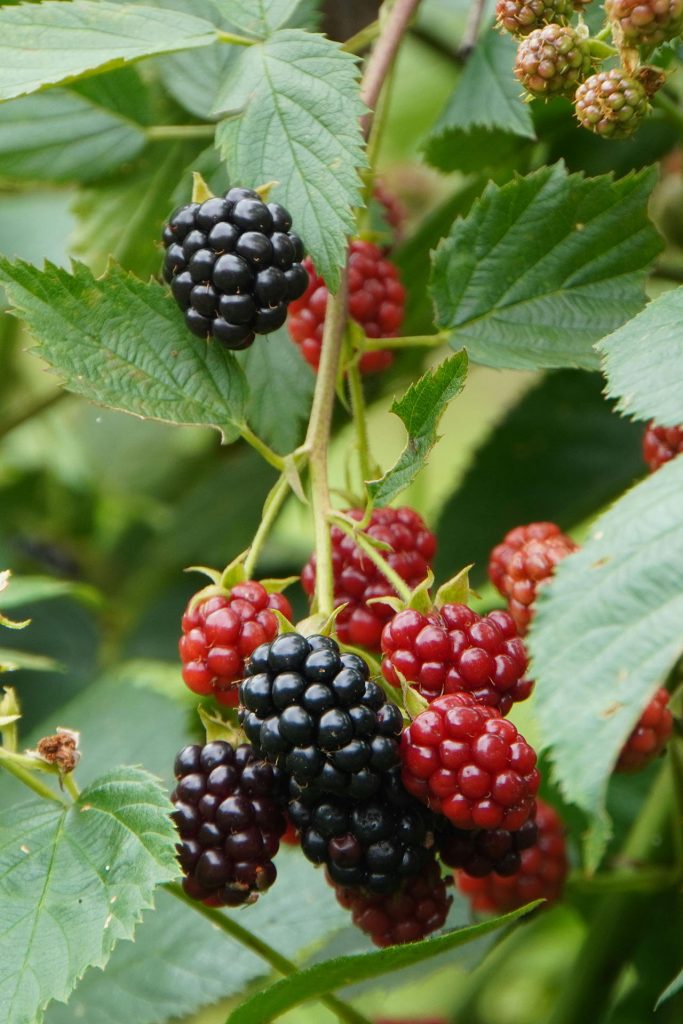 In Praise Of Brambles – Bramble Rise