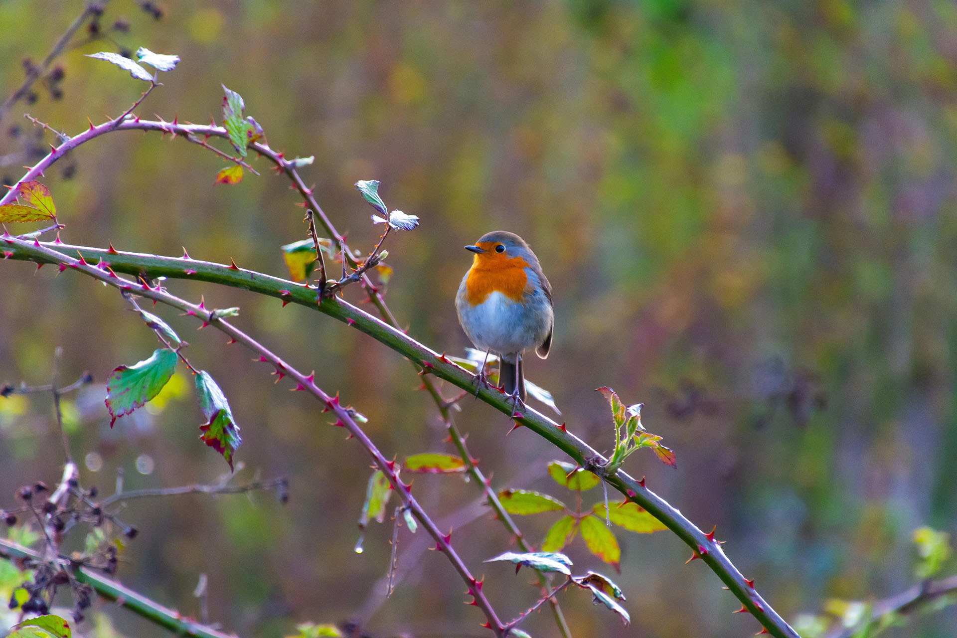 robin in brambles