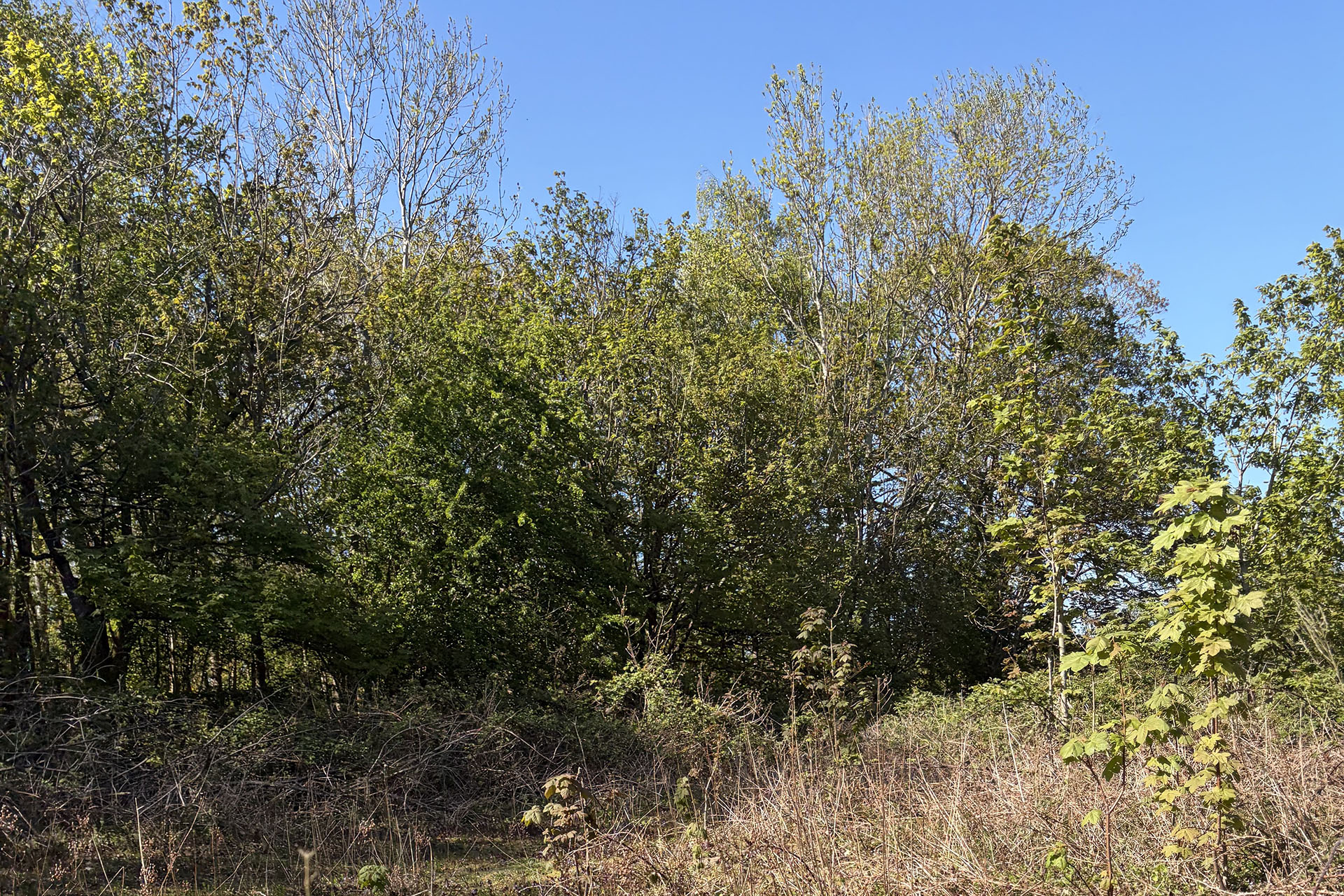 the land