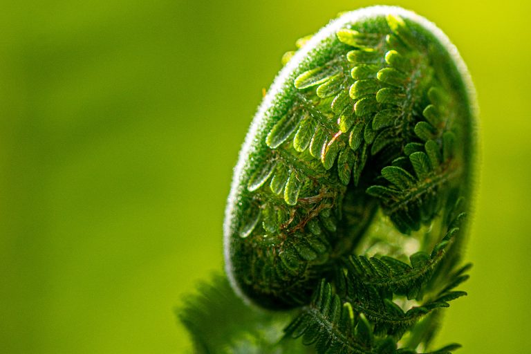 unfurling fern