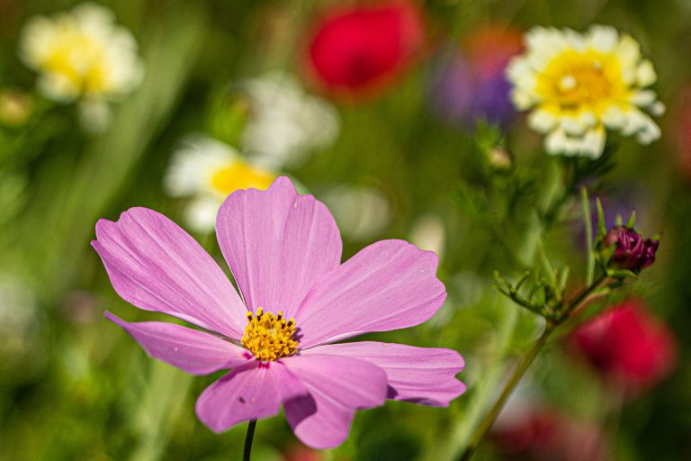 wildflowers